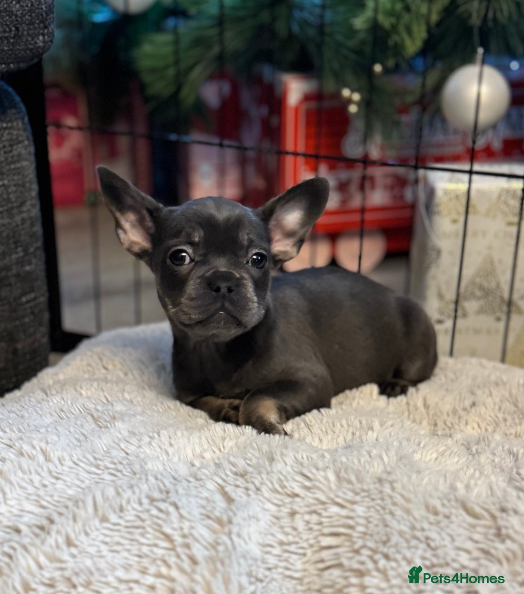 French Bulldog dogs for sale: Chunky french bulldog - Advert 3