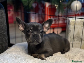 French Bulldog dogs Chunky french bulldog - Advert 4