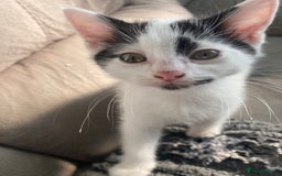 Domestic Shorthair cats for sale: Lovely funny little kittens  - Image 10