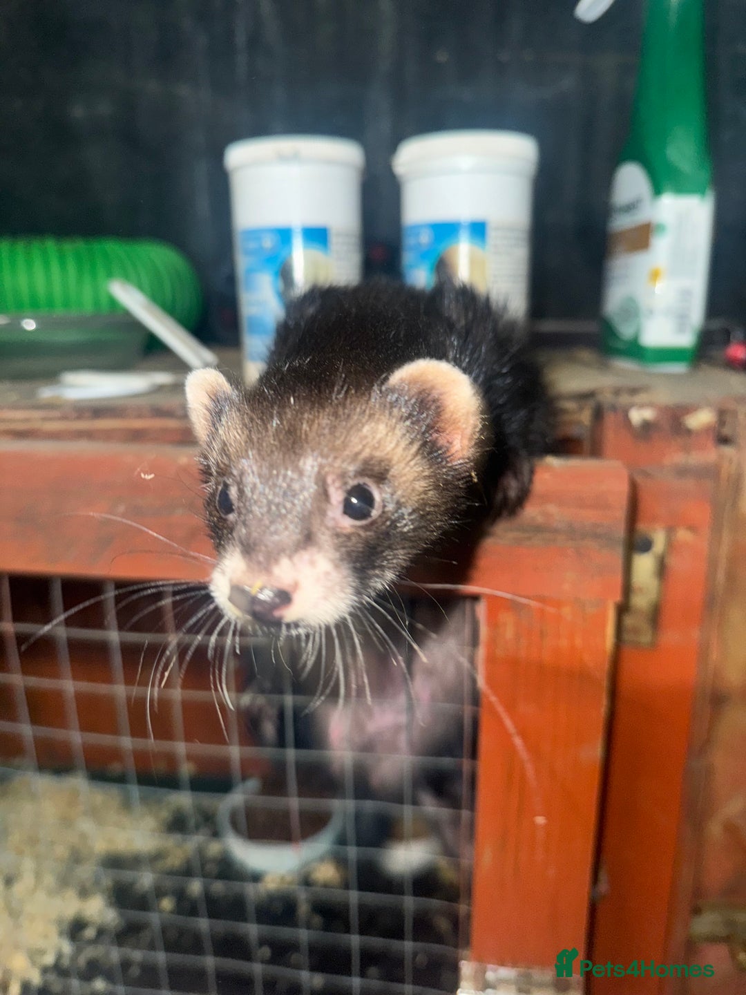 Ferret rodents for sale: FERRET KITS FOR SALE  - Image 4