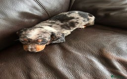 Miniature Dachshund dogs for sale: Dachshund puppies boys and girls ready now - Image 13
