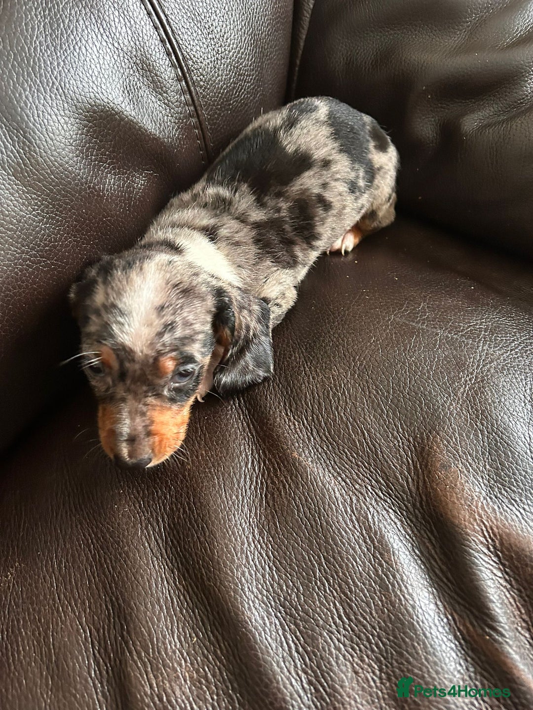 Miniature Dachshund dogs for sale: Dachshund puppies boys and girls ready now - Image 13