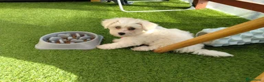 Bichon Frise 1