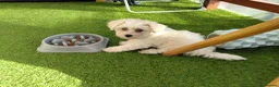 Bichon Frise dogs for sale: Bichon puppies - Advert 2