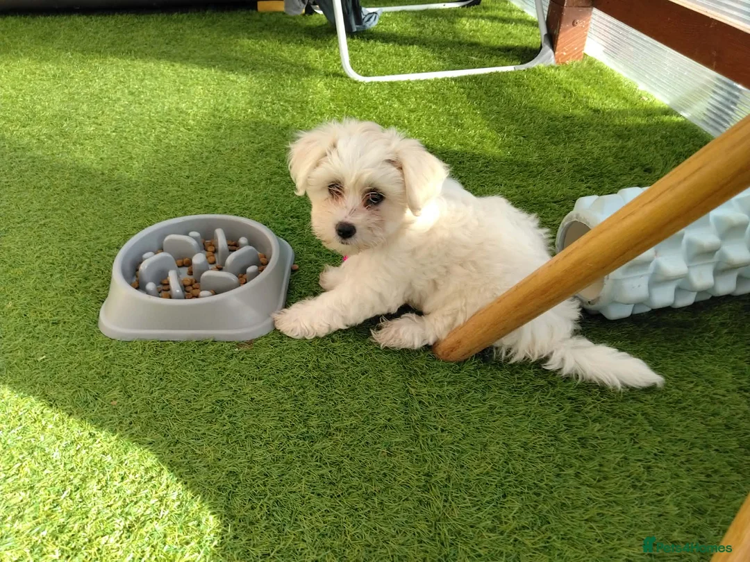 Bichon Frise dogs for sale: Bichon puppies - Advert 2
