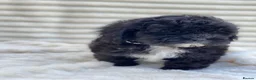 Shihpoo dogs for sale: Health Tested,READY TO GO - Advert 19