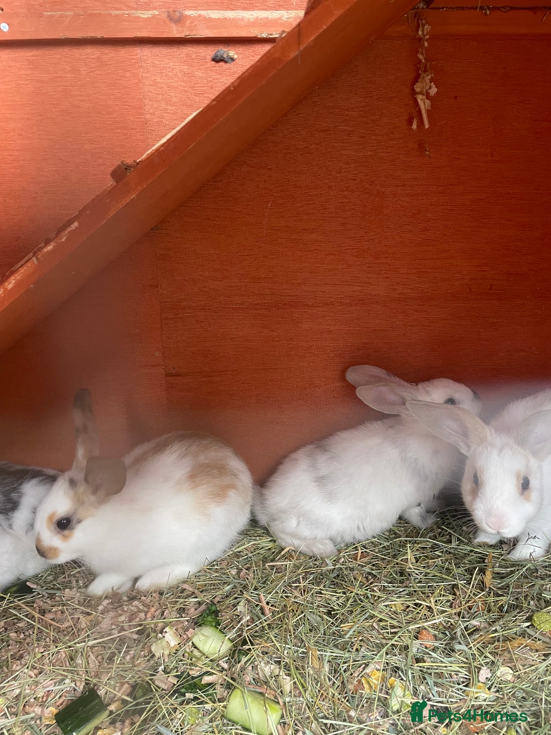 Mixed Breed rabbits for sale: Mixed breed baby rabbits  - Image 7