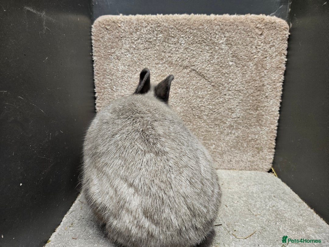 Netherland Dwarf rabbits for sale: Pure Bred Netherland Dwarfs young adult does - Advert 3