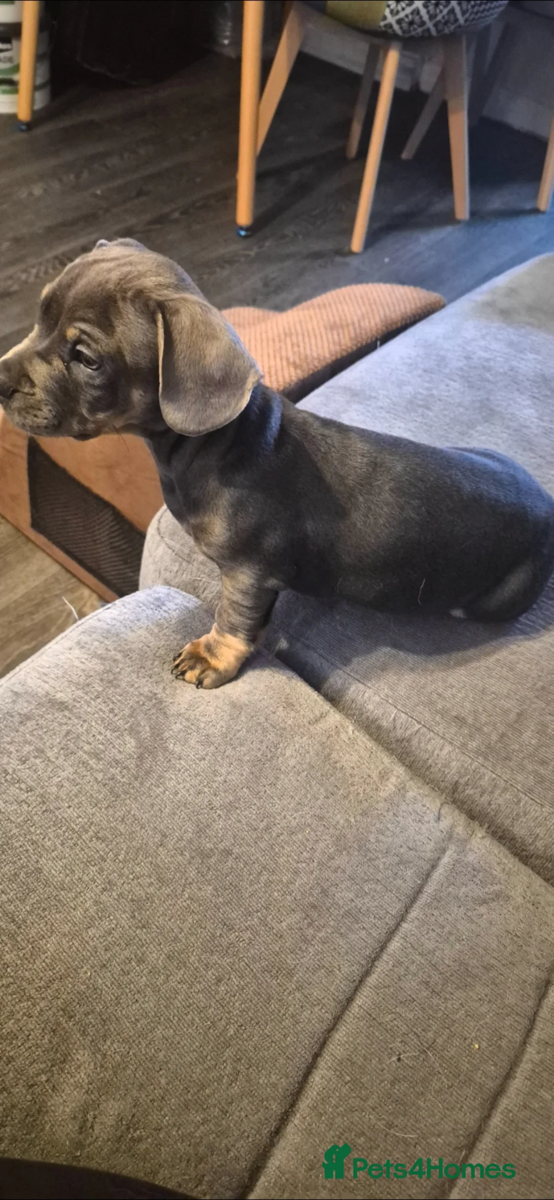 Mixed Breed dogs for sale: Miniature dachshund crossed French bulldog - Advert 12