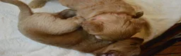 Cockapoo dogs for sale: Cockapoo Puppies - 3 Boys & 3 Girls in Benfleet - Advert 16