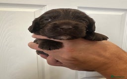 Cocker Spaniel dogs for sale: Beautiful Chocolate/Golden Working Cocker Spaniels - Image 6