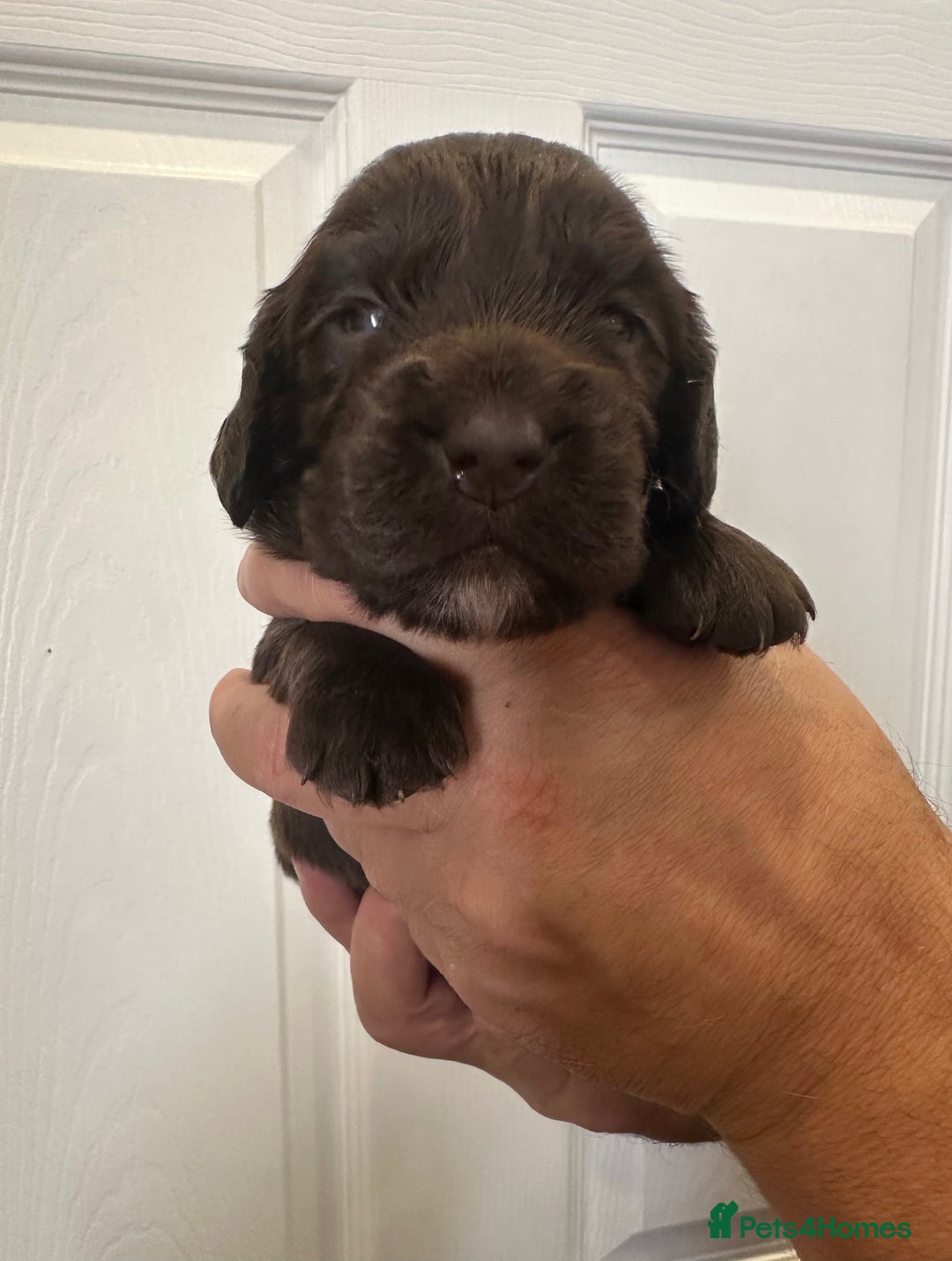 Cocker Spaniel dogs for sale: Beautiful Chocolate/Golden Working Cocker Spaniels - Image 6