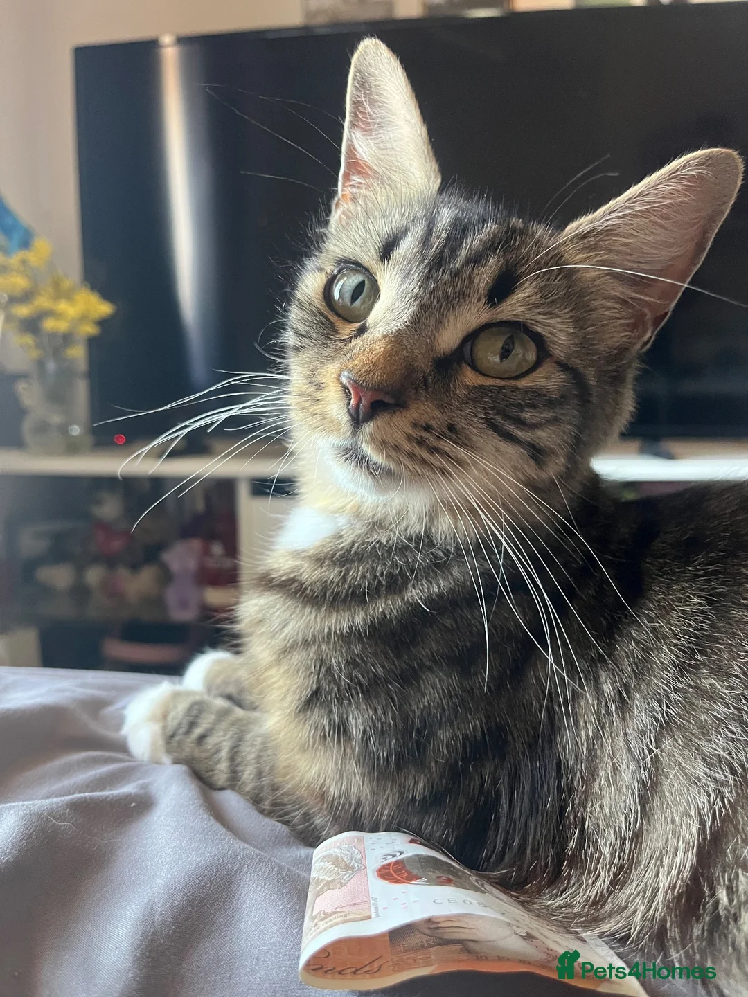 Mixed Breed cats for sale: 2 beautiful mixed breed kittens. - Advert 2