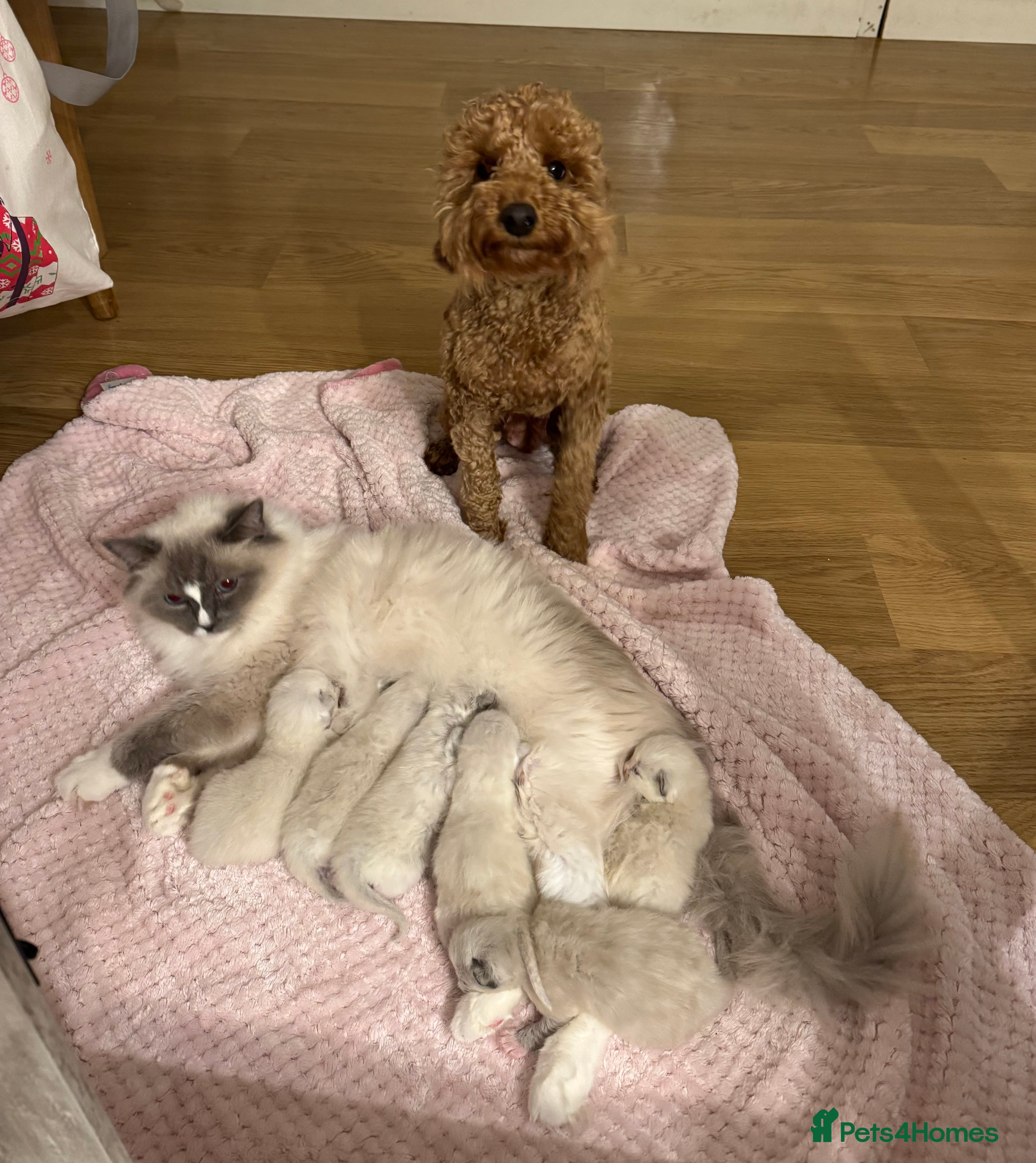 Ragdoll cats Last kitten available 🩵 - Advert 5