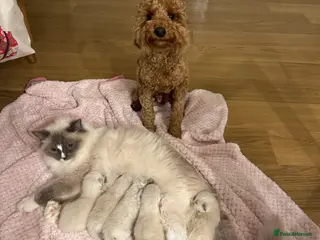 Ragdoll cats Last kitten available 🩵 - Advert 5