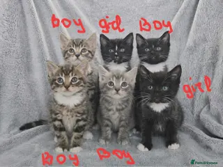 Mixed Breed cats Kittens - Advert 10