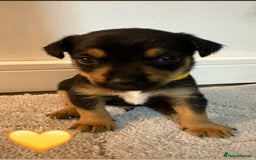 Jack Russell dogs for sale: 5 JACK RUSSEL PUPPIES - Image 6