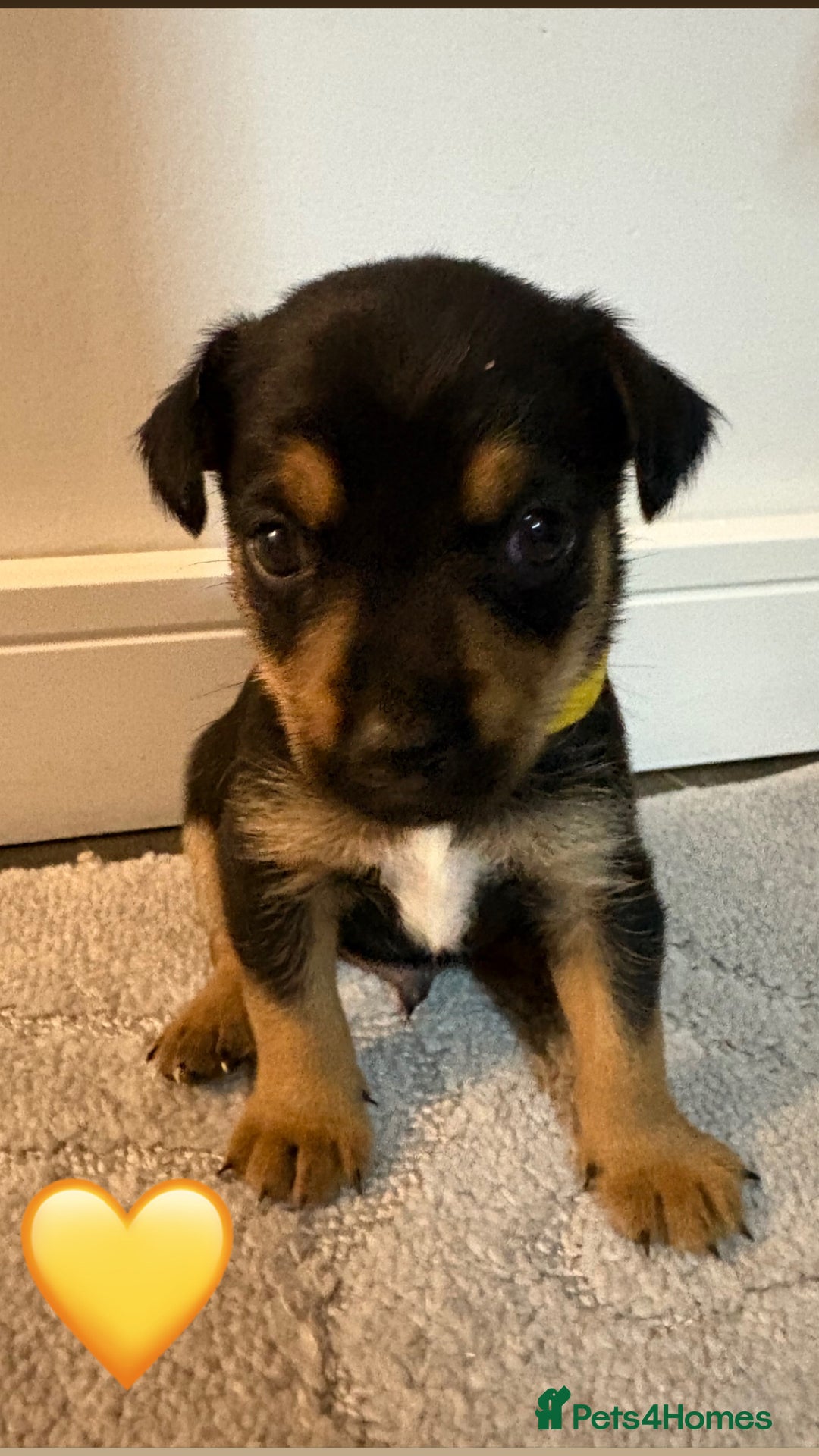 Jack Russell dogs for sale: 5 JACK RUSSEL PUPPIES - Image 6