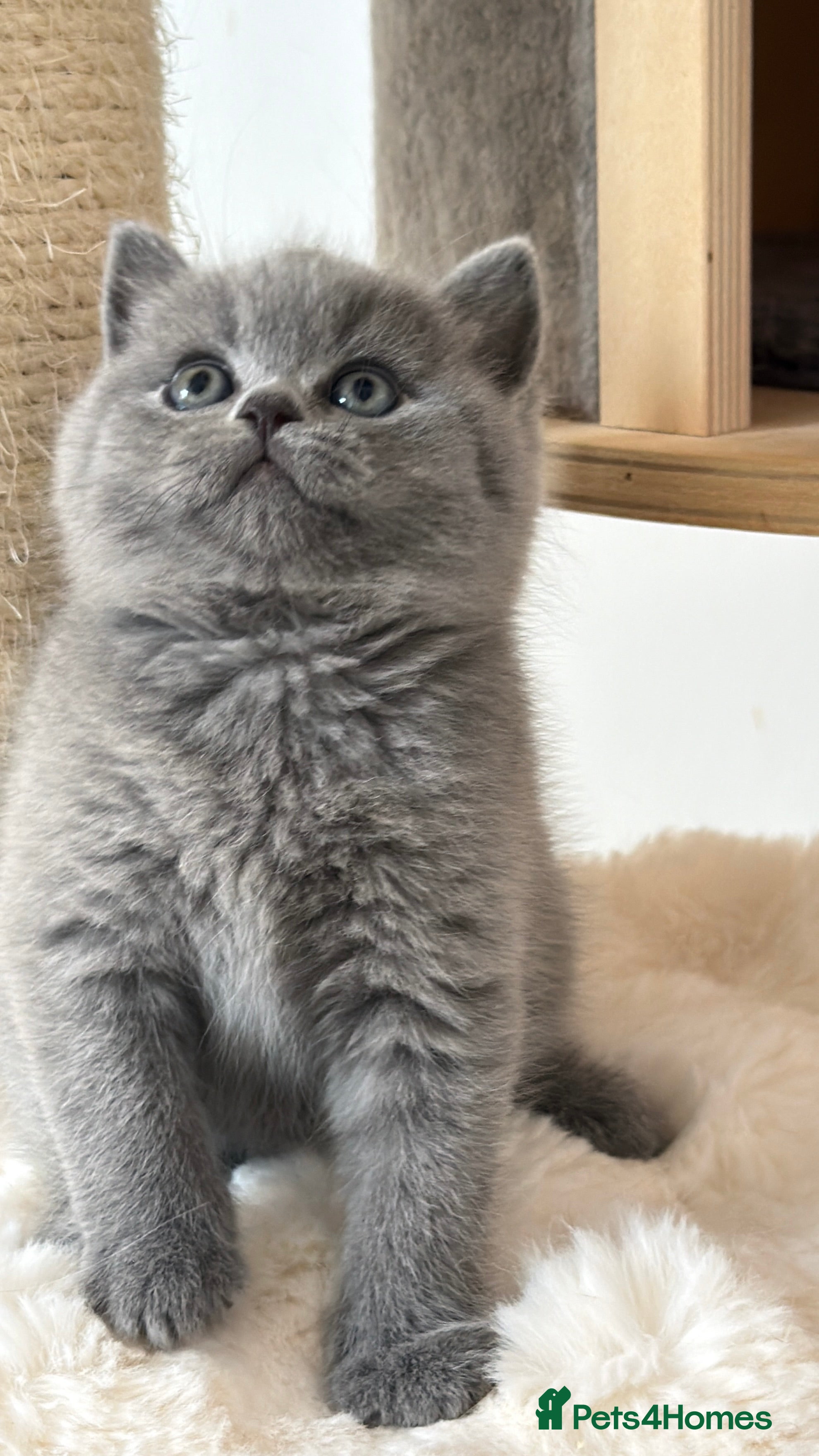 British Shorthair cats for sale: Blue BSH kittens excellent quality Tica reg - Advert 3