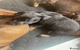 Mixed Breed dogs for sale: Dachshund Cross Pups - Image 12