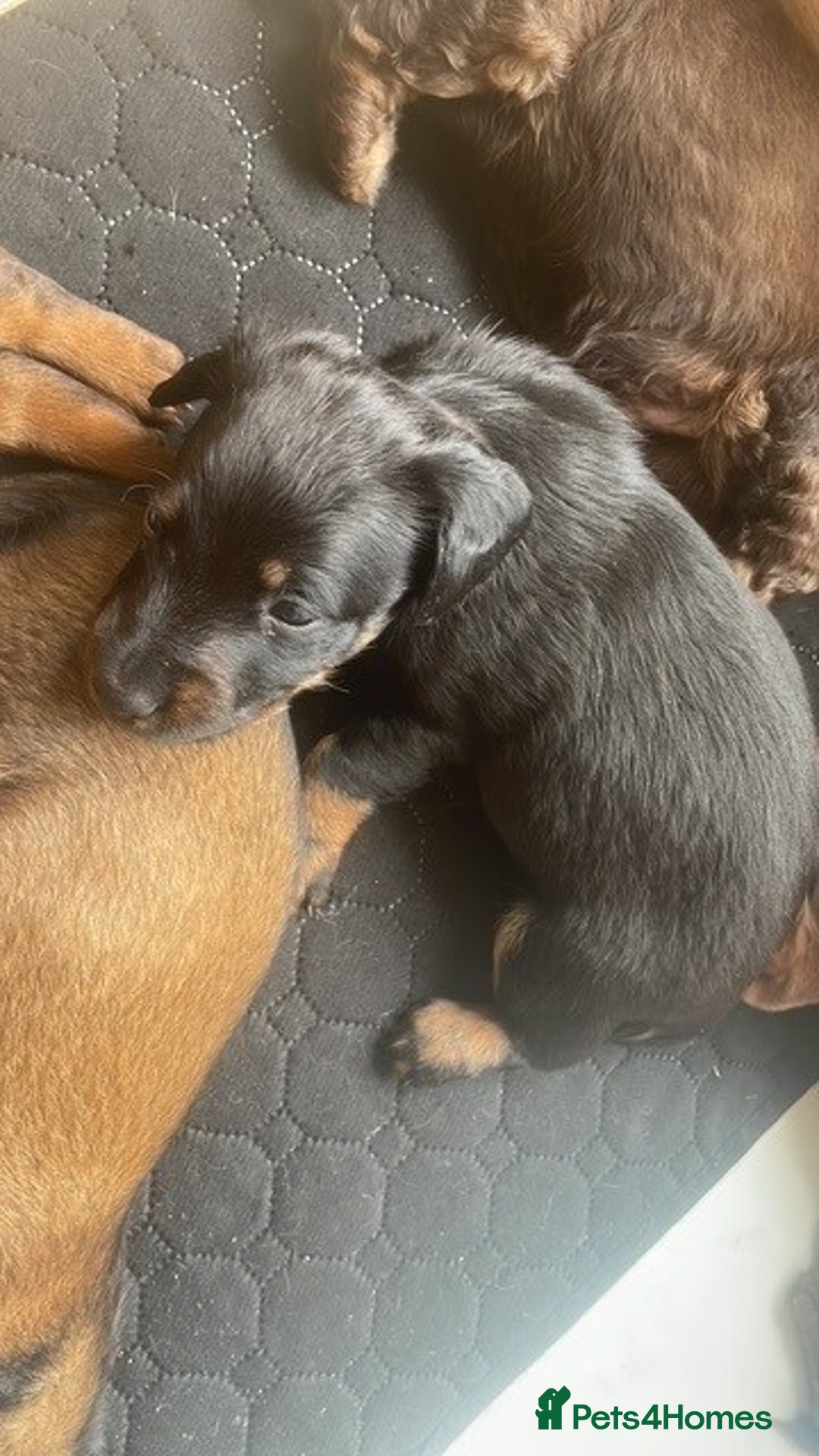Mixed Breed dogs for sale: Dachshund Cross Pups - Image 12