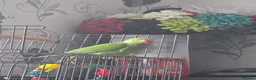 Ringnecks birds for sale: Indian Ringnecked Parrot 5 Months old  in Oxford - Advert 1