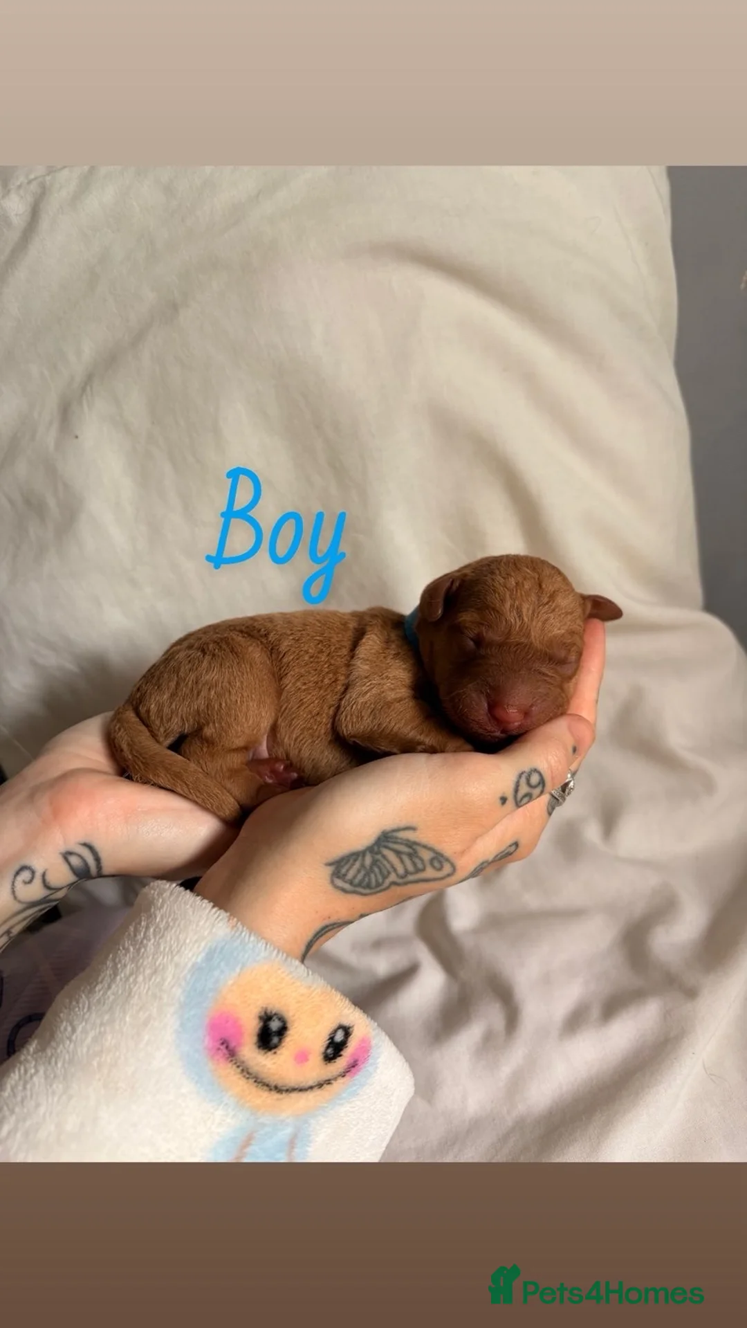 Labrador Retriever dogs for sale: 7 Fox Red Labrador Puppies🐶 - Advert 2