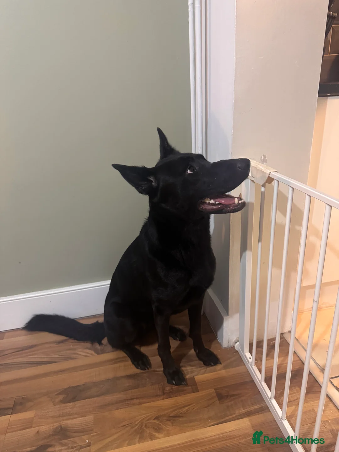 German Shepherd dogs for sale: Female Working line Short haired GSD - Advert 3