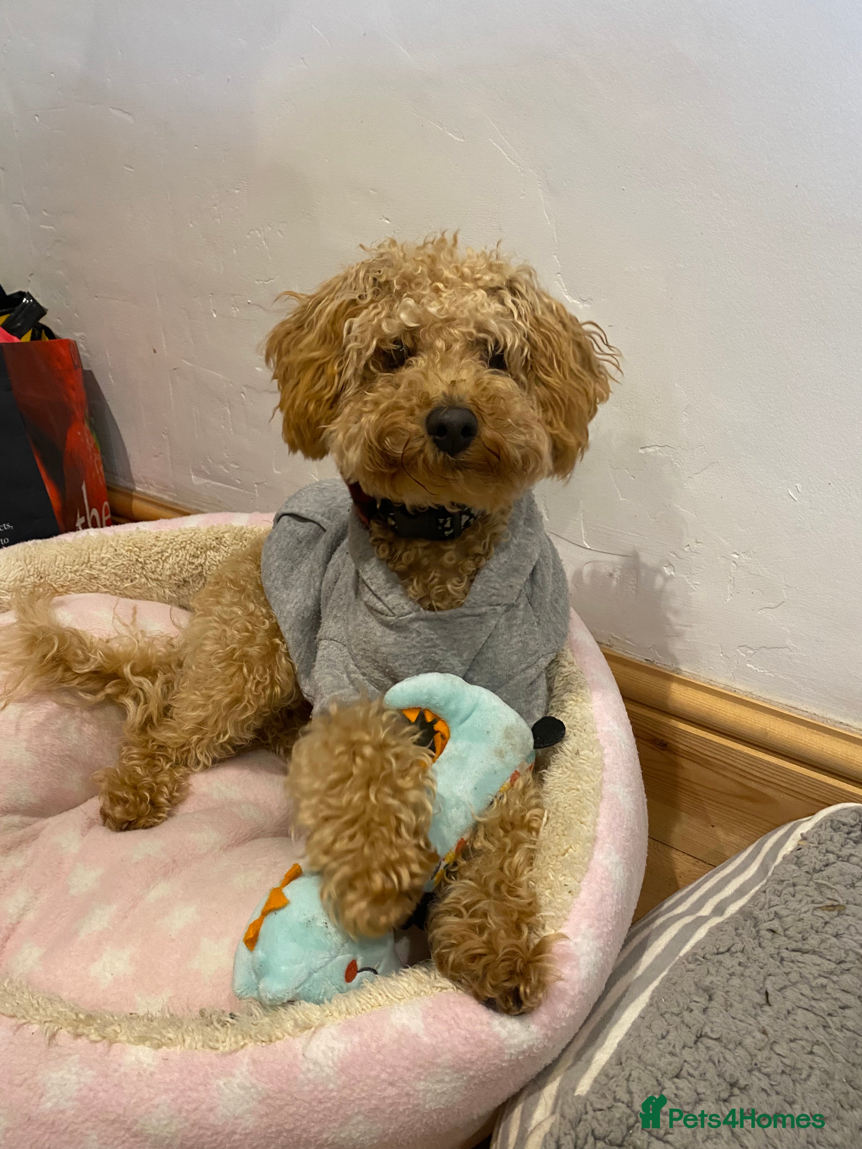 Miniature Poodle dogs Barnaby the Miniature poodle available for stud! in Market Drayton - Advert 3