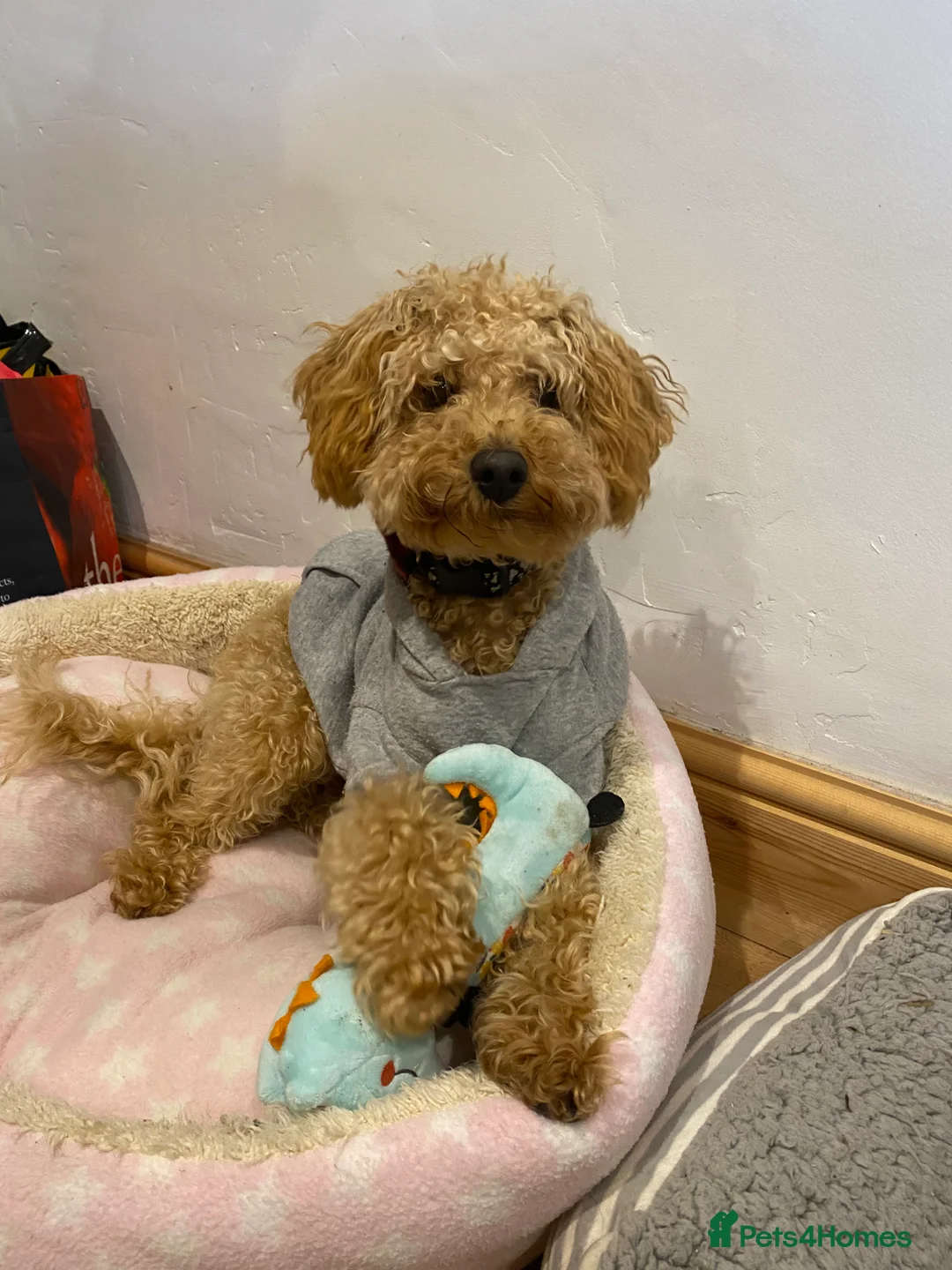 Miniature Poodle dogs for stud: Barnaby the Miniature poodle available for stud! in Market Drayton - Advert 1