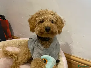 Miniature Poodle dogs Barnaby the Miniature poodle available for stud! in Market Drayton - Advert 18