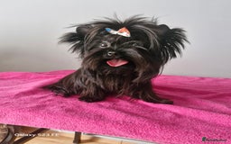 Yorkshire Terrier dogs for sale: Blue Merle& Black  - Image 2