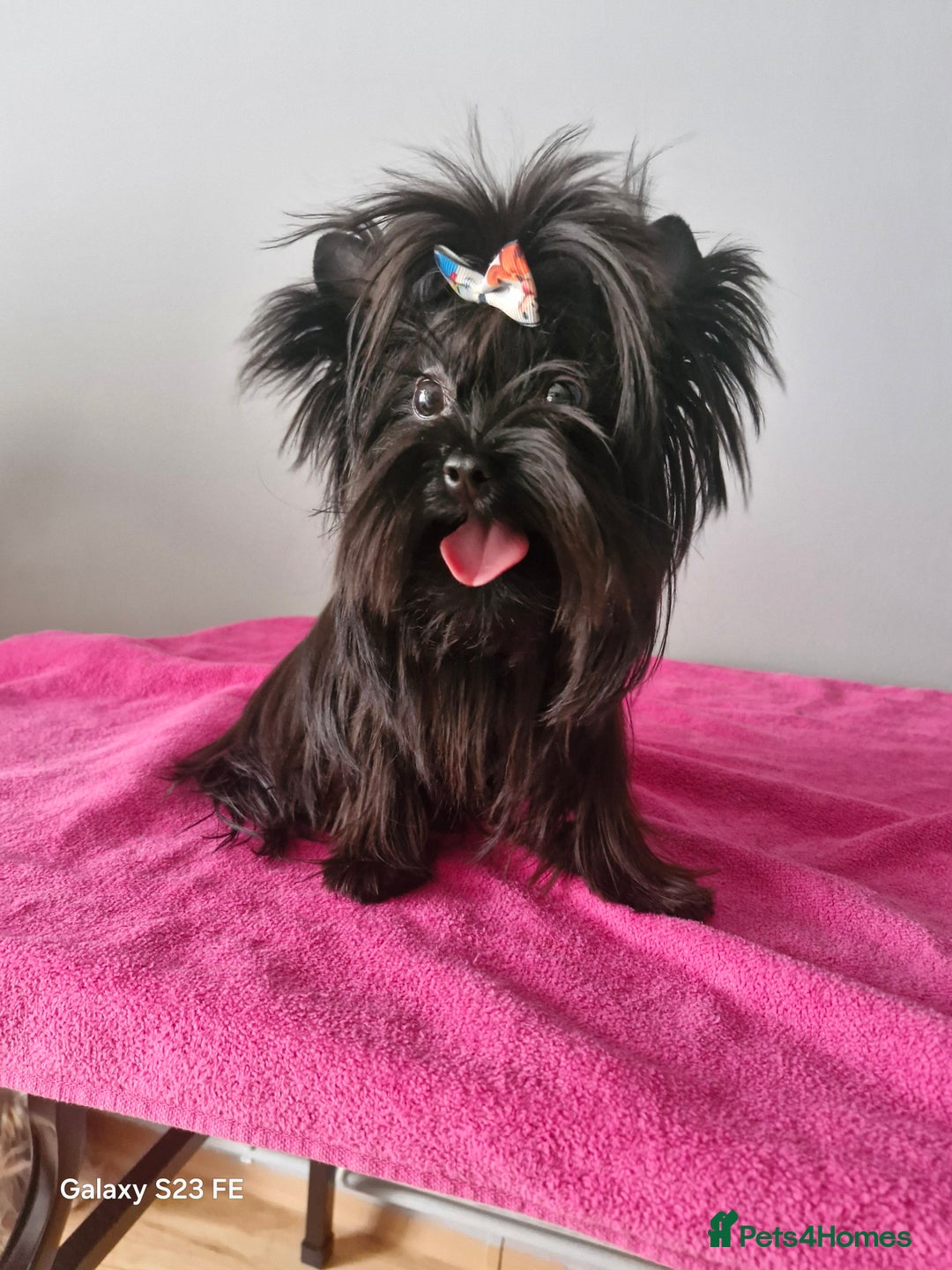 Yorkshire Terrier dogs for sale: Blue Merle& Black  - Image 2