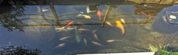 Koi Carp fish for sale: Pond clearance in Horncastle - Advert 4