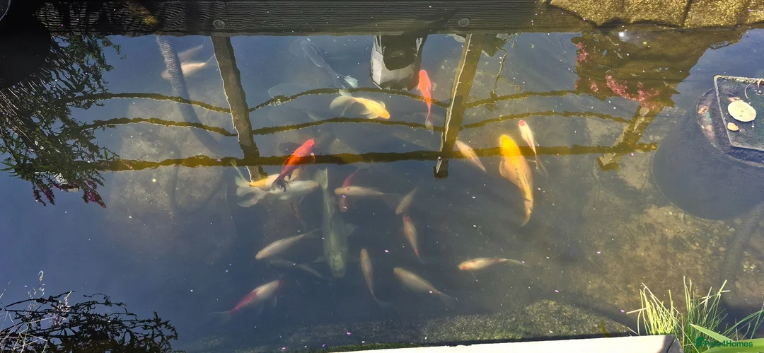 Koi Carp fish for sale: Pond clearance in Horncastle - Advert 4