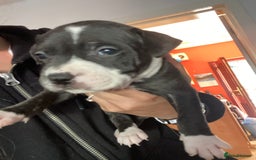 Staffordshire Bull Terrier dogs for sale: Staffordshire bull terrier Puppies  - Image 13
