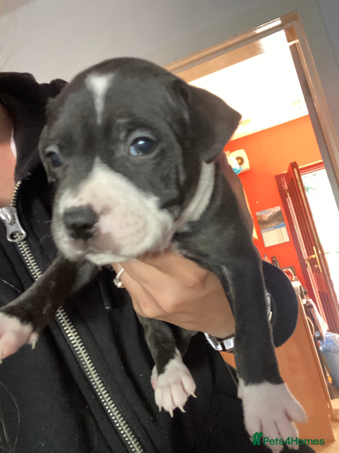 Staffordshire Bull Terrier dogs for sale: Staffordshire bull terrier Puppies  - Image 13