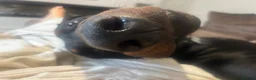 Dobermann dogs for sale: Duke 11MonthDoberman Looking for His Forever Home  in Wolverhampton - Advert 6