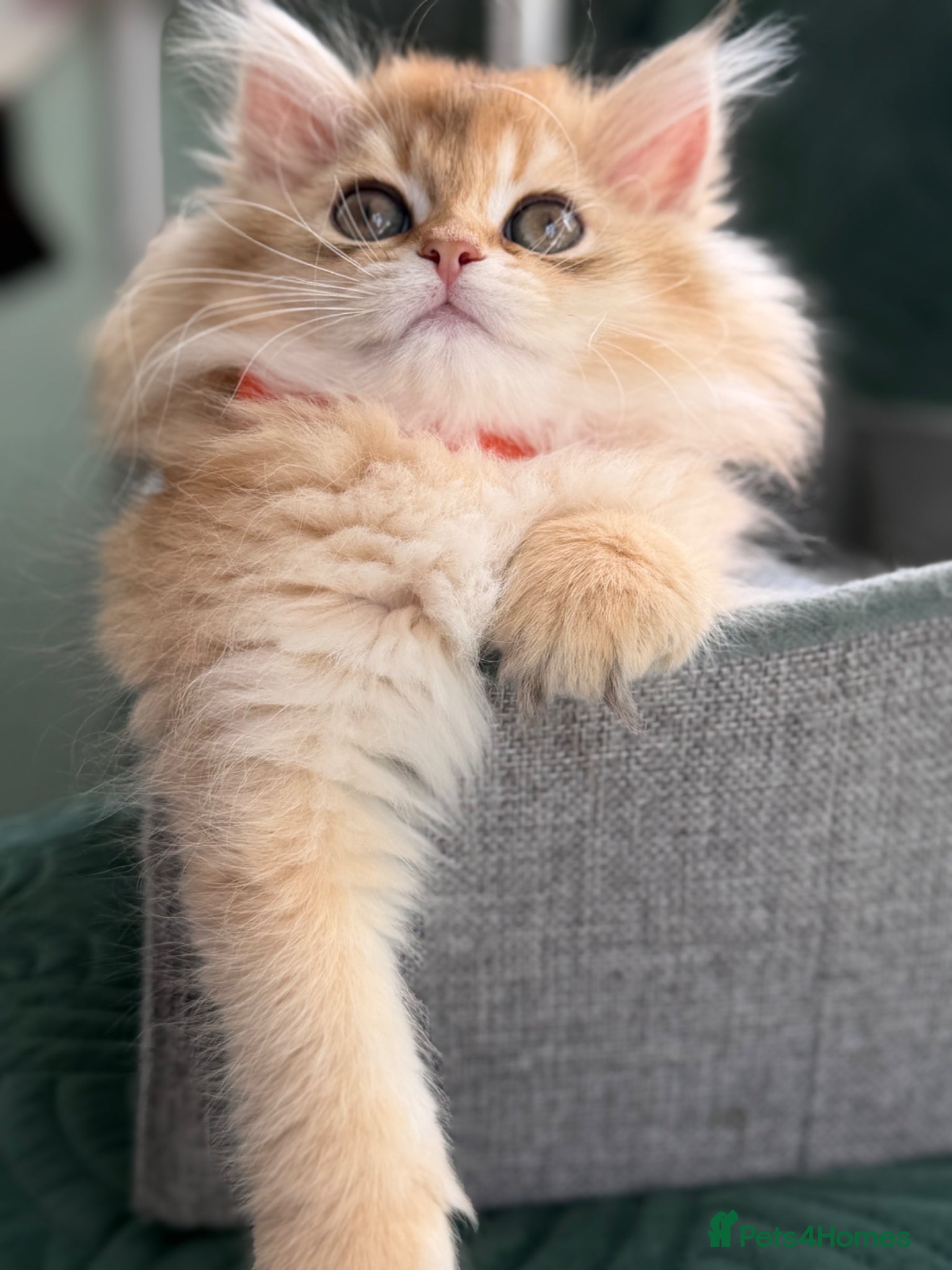 British Longhair cats British longhair golden kittens TICA - Advert 3