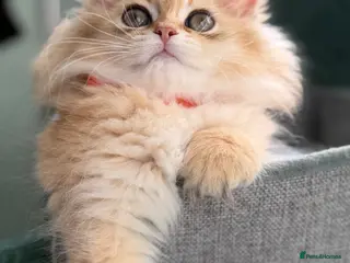 British Longhair cats British longhair golden kittens TICA - Advert 3