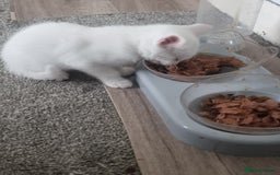 Turkish Angora cats for sale: Turkish Angora X Kittens Ready for New Homes  - Image 9