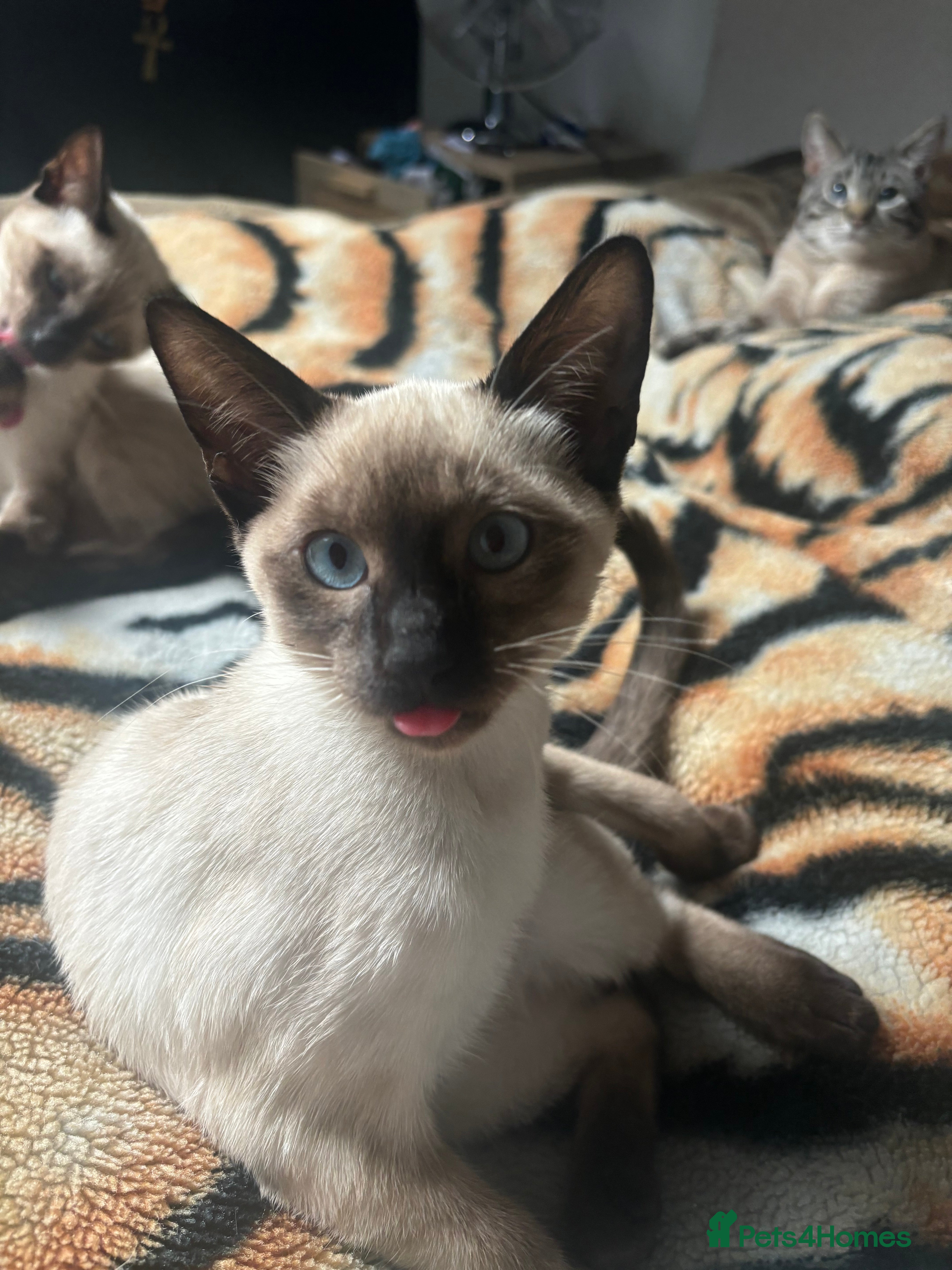 Siamese cats 3 Siamese Kittens - Ready to go home - Advert 3