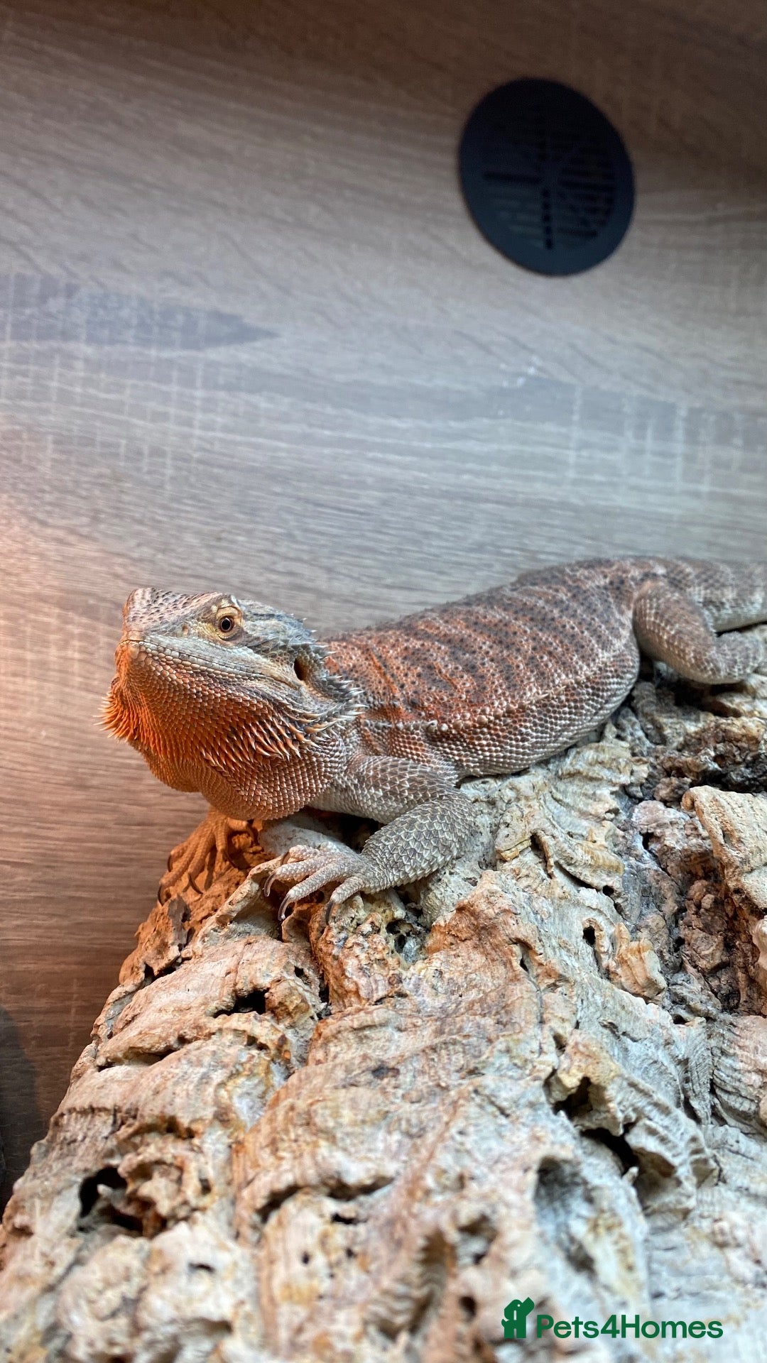 Bearded Dragon reptiles     Bearded Dragon for Rehoming - Advert 1