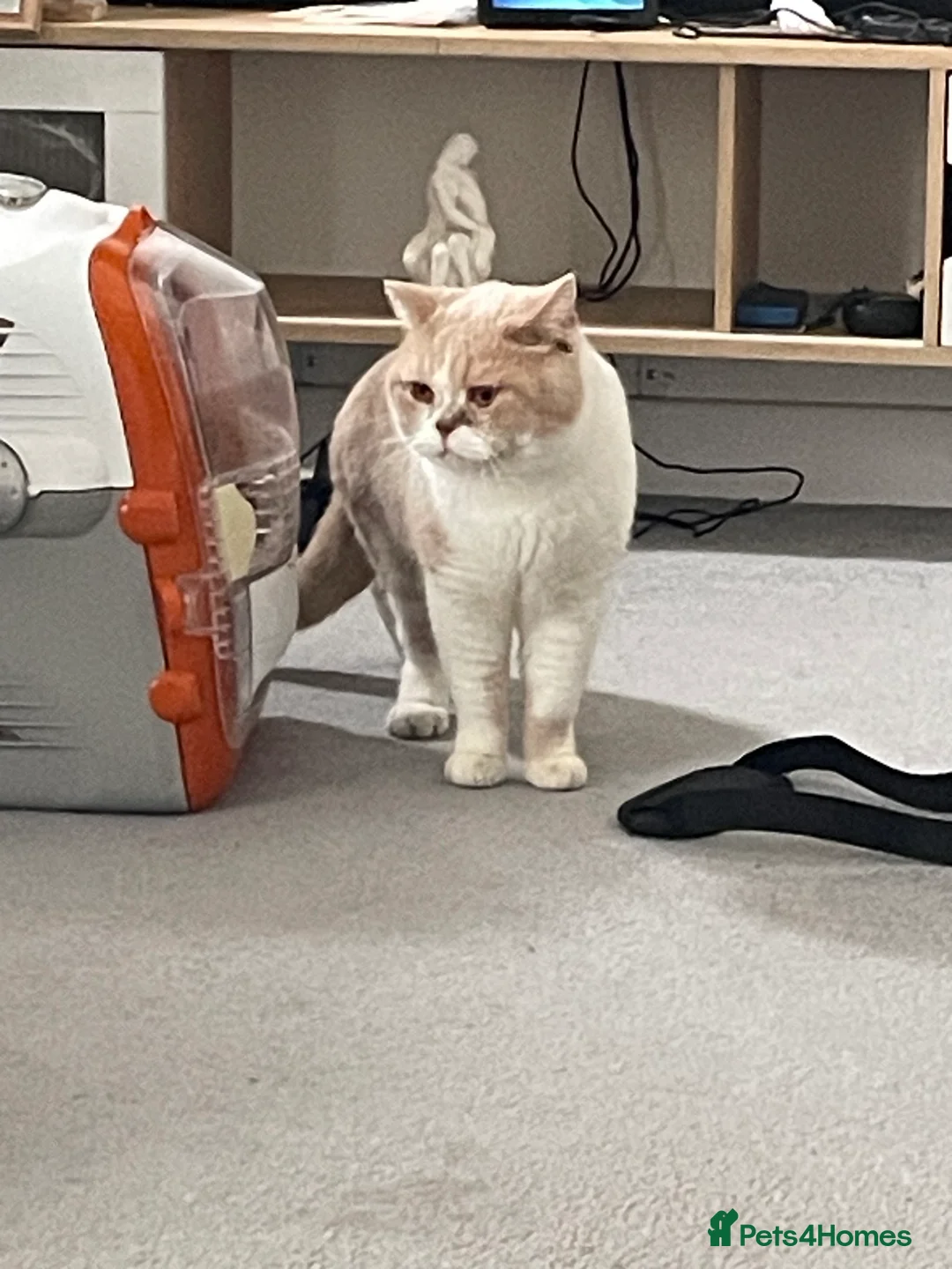 British Shorthair cats for stud: Harry for stud  in Folkestone - Advert 1