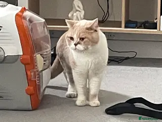 British Shorthair cats Harry for stud in Folkestone - Advert 17