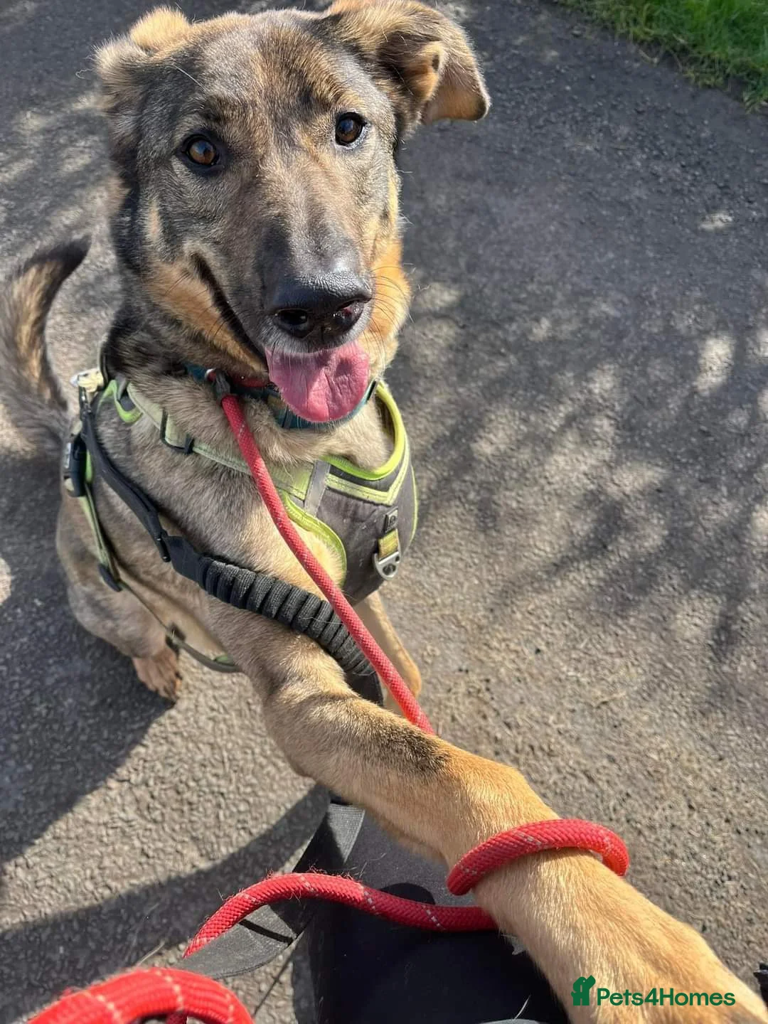 Mixed Breed dogs for adoption: Meet Ozzy, currently residing in Cheshire  in Nantwich - Advert 24