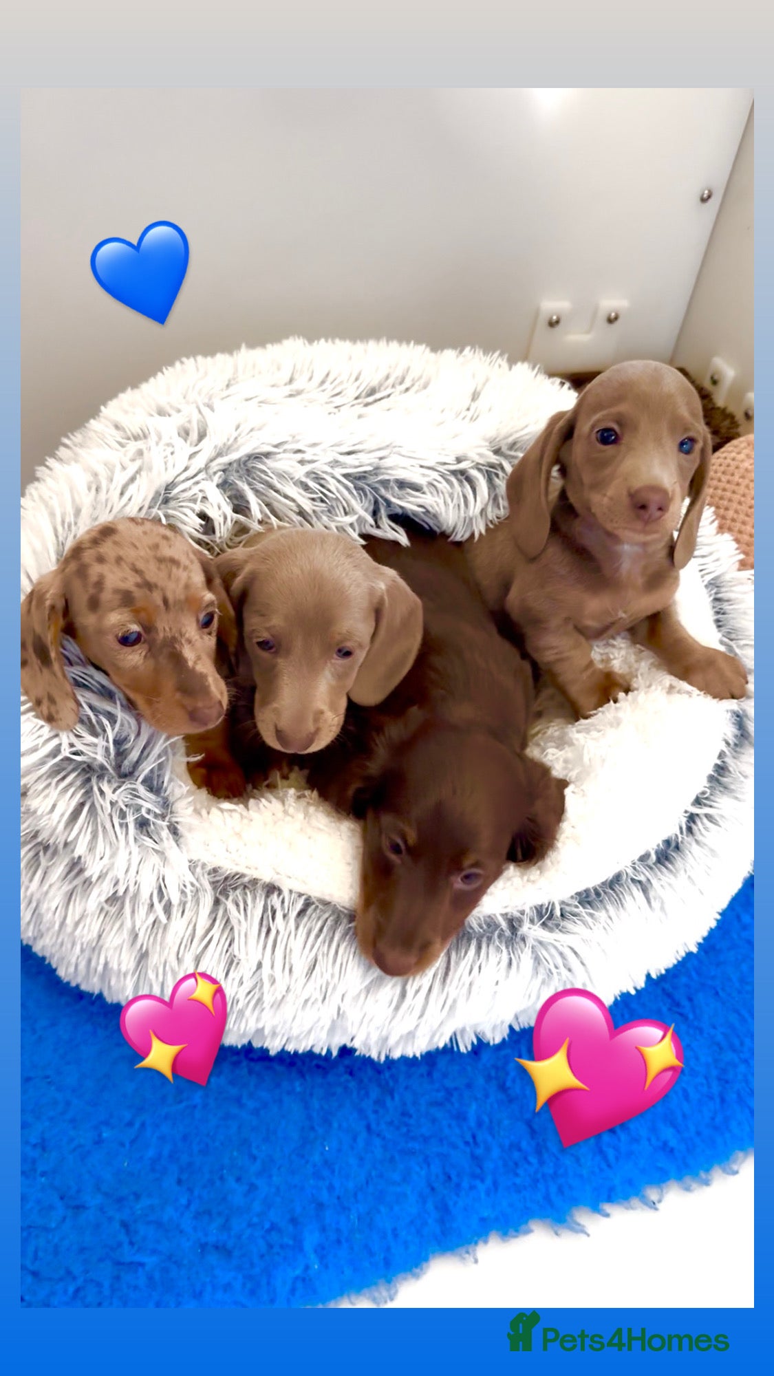 Miniature Dachshund dogs Quality long hair & smooth miniature Daxi puppy’s - Advert 10