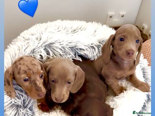 Miniature Dachshund dogs Quality long hair & smooth miniature Daxi puppy’s - Advert 10
