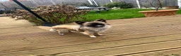 Chihuahua dogs for sale: Male Long Haired Chihuahua! - Advert 1