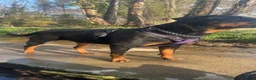 Rottweiler dogs for sale: Rottweiler pups - Advert 3